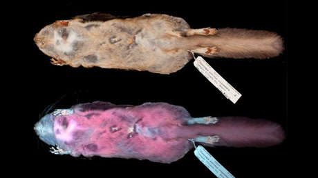 Las ardillas voladoras emiten una fluorescencia rosa frente a la luz ultravioleta y no se sabe por qué