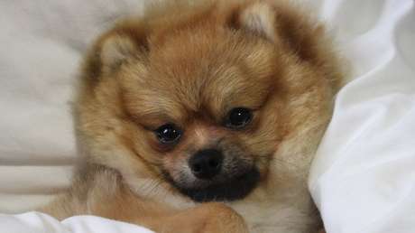 FOTOS: Un perro pierde una oreja tras hacérsela teñir de rojo su dueña