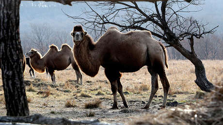 VIDEO: Un todoterreno se atasca en medio de la nieve en Rusia y acude en su ayuda... ¿un camello?