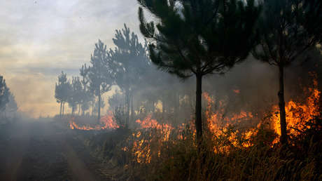 Ministerio del Medio Ambiente de Chile: "Las consecuencias de los incendios son devastadoras"