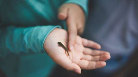 Tres semanas en seis minutos: Así se forma un tritón alpino desde la primera célula (VIDEO)