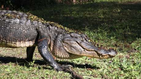 EE.UU.: Queda atrapada varias horas en su casa al recibir la 'visita' de un enorme caimán (VIDEO)