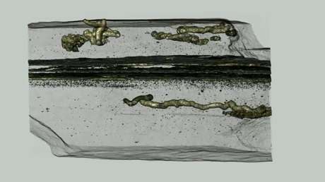 VIDEO: Descubren cuál fue el primer ser vivo capaz de moverse