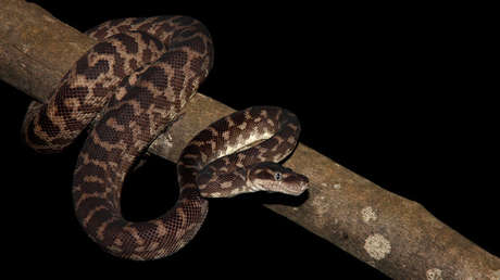 VIDEO: Un tailandés 'pesca' por accidente una pitón de cuatro metros