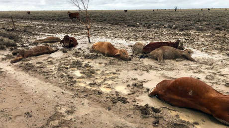 500.000 cabezas de ganado mueren por inundaciones en Australia tras superar más de cinco años de sequías
