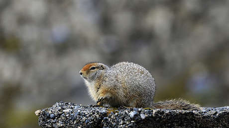 FOTOS: Una marmota ayuda a arqueólogos rusos a encontrar un tesoro