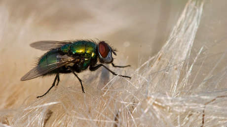 Científicos vaticinan epidemias masivas de intoxicaciones e infecciones