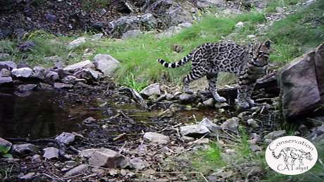 VIDEO: Una cámara escondida capta a uno de los felinos más misteriosos de Norteamérica