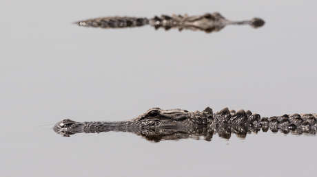 FOTOS: Dos caimanes de color naranja son vistos en un estanque en EE.UU.