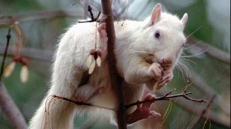 FOTOS: Ardilla albina extremadamente rara es fotografiada en el Reino Unido