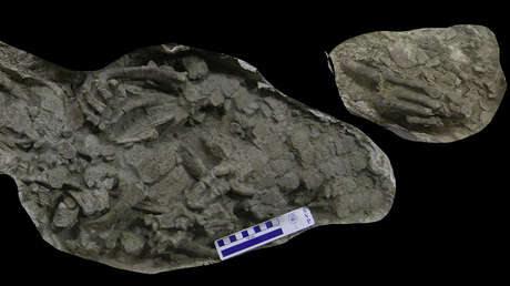 VIDEO: Muestran un esqueleto de cocodrilo que hace 70 millones de años habitó la Patagonia