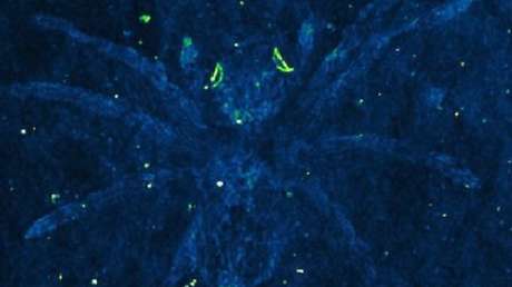 FOTO: Encuentran fósiles de arañas de hace 110 millones de años con los ojos aún encendidos