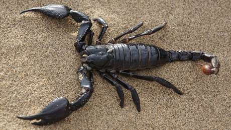 VIDEO: Un escorpión se mueve por los compartimentos superiores en un avión lleno de pasajeros