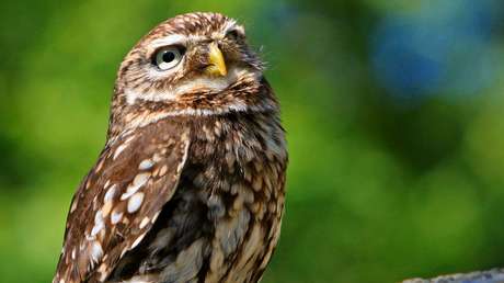 ¿Ve a la lechuza? Se viraliza la imagen de un ave casi invisible en un árbol