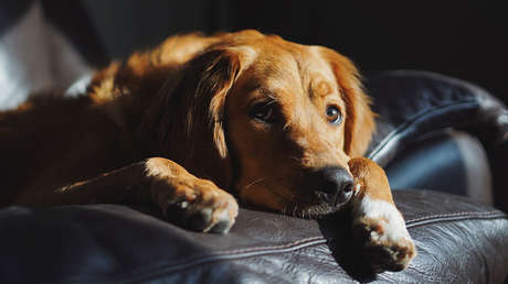 VIDEO: Entrena por accidente a su perro a irse a dormir cada vez que apaga su Xbox 