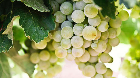 Los físicos descubren por qué las uvas se 'encienden' en el microondas (VIDEO)