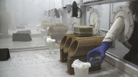 Mosquitos genéticamente modificados para acabar con la malaria generan temor en los ecologistas