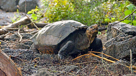 VIDEO, FOTOS: Hallan una tortuga en las Islas Galápagos considerada extinta desde hace 100 años