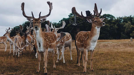 "Una enfermedad de la que no puedes deshacerte": Aumenta la preocupación por el ciervo 'zombie'