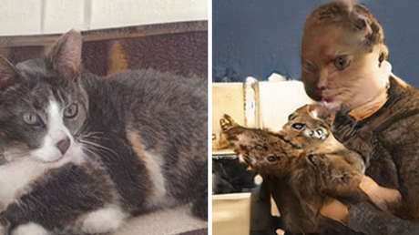 Retrato del gato: Cuando la inteligencia artificial está a la altura de los artistas medievales