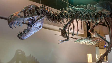 Cuando el 'Tiranosaurus' aún no era 'rex': Descubren un antepasado enano del 'rey de los dinosaurios'