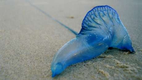 VIDEO: 'Medusa' venenosa de 2,5 metros asusta a un surfero australiano