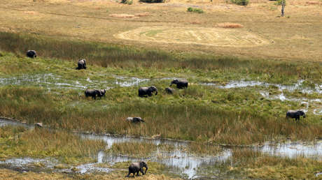 El país con más elefantes del mundo se plantea permitir su caza y vender su carne como pienso para mascotas