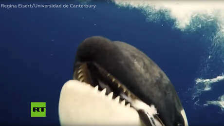 VIDEO: Una ballena asesina se jacta ante una científica de la presa que acaba de cazar