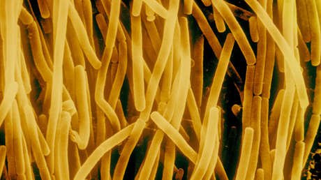 Estado zombi: identifican estrategia desconocida de supervivencia de las bacterias