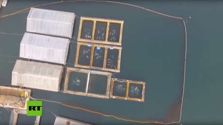 Rusia inicia nueva investigación contra los responsables de la 'cárcel de ballenas'