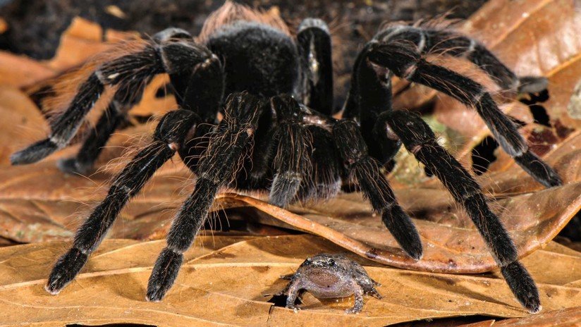 VIDEO: Científicos observan por primera vez a una gigantesca tarántula comiéndose a una zarigüeya