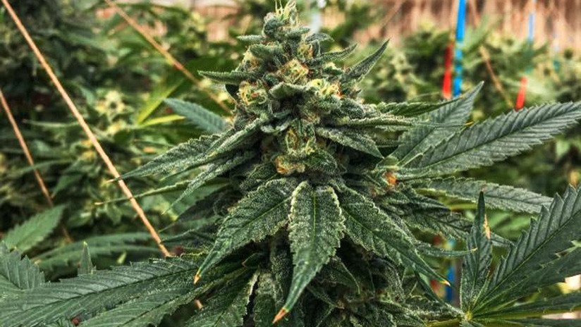 Así es agrocoin, la criptomoneda mexicana que busca dominar el mercado legal de la marihuana