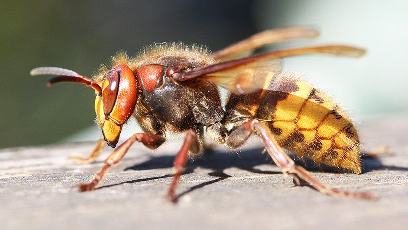 Descubren en China la avispa más grande y peligrosa del mundo 