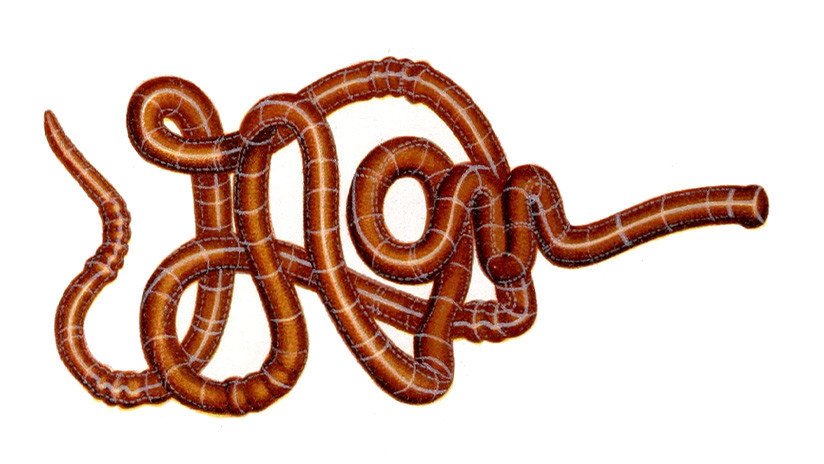 Descubren gusanos con la habilidad evolutiva de regenerar sus cabezas