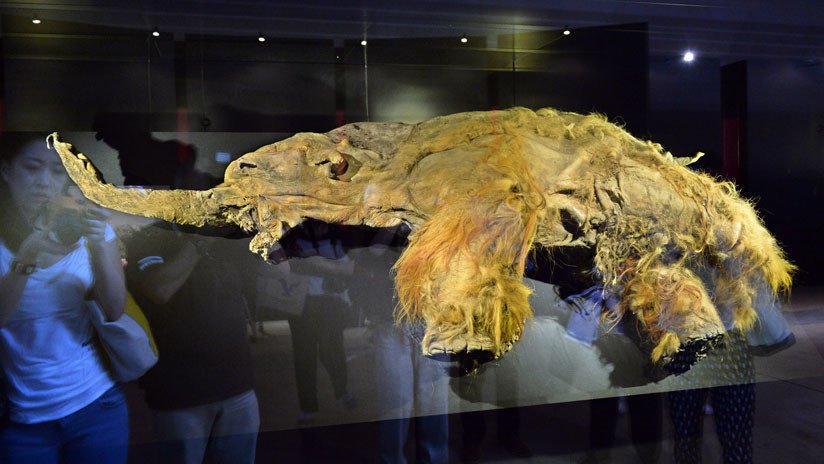Científicos logran 'despertar' los genes de un mamut