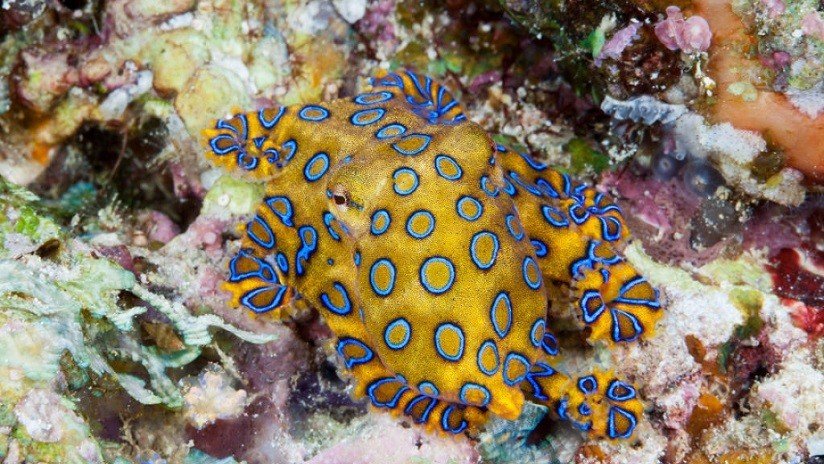 VIDEO: Sumergen rama en el agua y 'se convierte' en pulpo venenoso