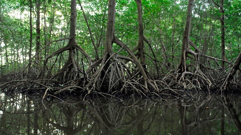 Un niño de 2 años sobrevive cinco días en un monte sin agua, comida, ni ropa de abrigo