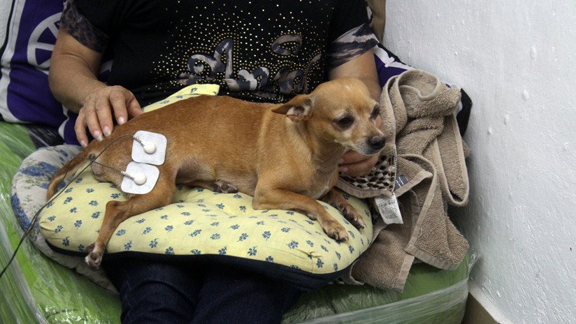 Inventos mexicanos rehabilitan a mascotas con alguna discapacidad