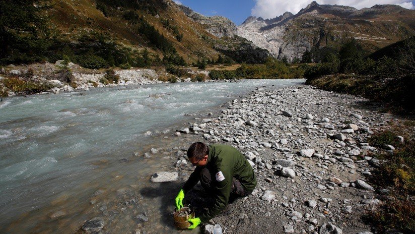 Hallan en un gusano "el interruptor" de genes que permitiría regenerar partes del cuerpo humano