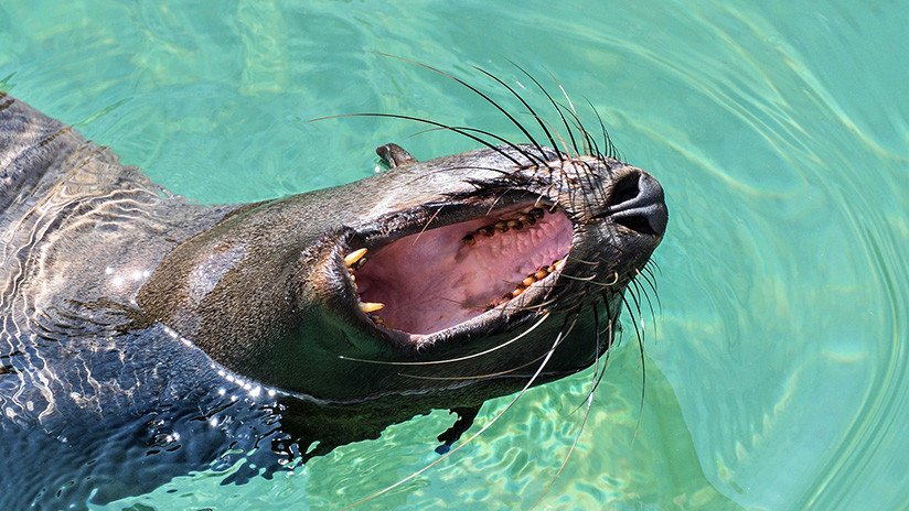 VIDEO: El brutal ataque de un león marino a un tiburón en la bahía de San Francisco