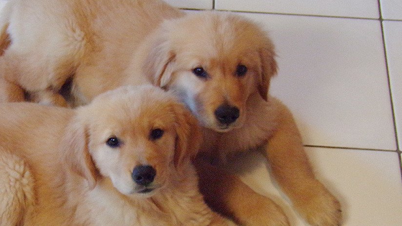 Un perro que perdió la vista encuentra su mejor amigo en un cachorro lazarillo (FOTOS)
