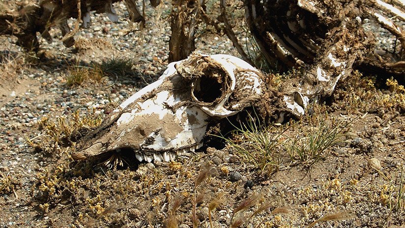 Descubren en Argentina una especie antes desconocida de dinosaurio bípedo