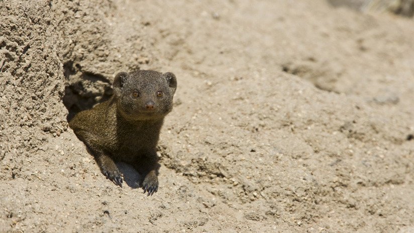 VIDEO: Una mangosta escapa de la muerte en el último segundo tras ser atrapada por un leopardo