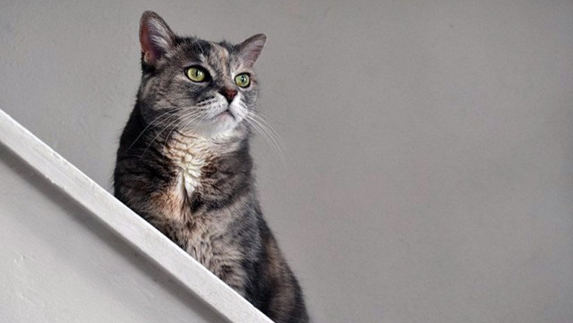 Un hombre salva a un gato con su equipo de trabajo y Verizon lo suspende tres semanas (VIDEO)