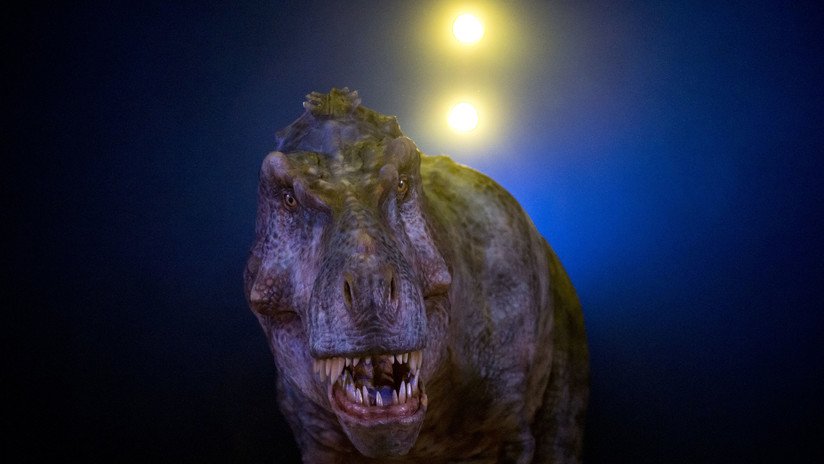 FOTO: Descubren en Canadá el mayor tiranosaurio encontrado hasta la fecha