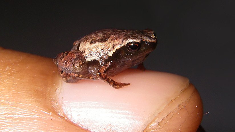 Mínima, Minúscula y Miniatura: dan nombre a unas de las ranas más pequeñas del mundo, recién descubiertas en Madagascar