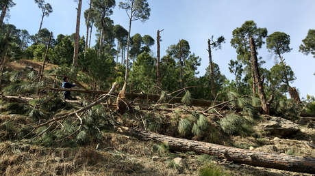 Pakistán planea demandar a la India ante la ONU por "terrorismo ecológico" tras el bombardeo de una reserva forestal