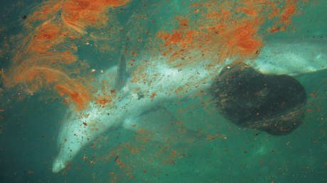 Científicos dicen que es probable que no quede ni un solo ecosistema marino que no se vea afectado por la contaminación