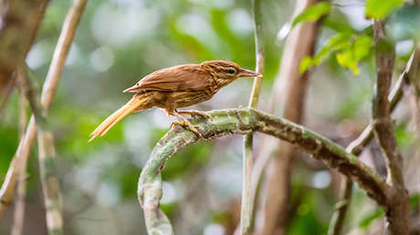 Unas 1.700 especies de animales correrán más riesgo de extinción para 2070 por culpa de los humanos