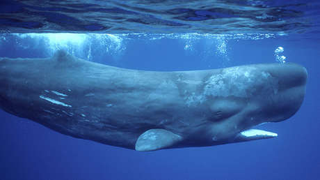 Vómito de cachalote por 500.000 dólares: Extraño hallazgo ofrece a un tailandés un boleto para un retiro dorado